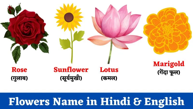 Flowers Name in Hindi