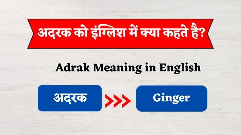 Adrak Ko English Mein Kya Kehte Hain