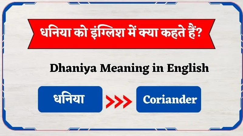 Dhaniya Ko English Mein Kya Hehte Hain