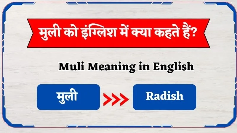 Muli Ko English Mein Kya Kahte Hain